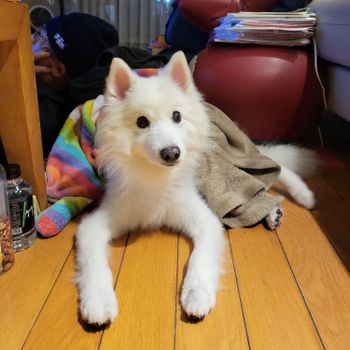 狐狸犬 | 我叫咪嚕