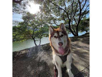 寵物日記