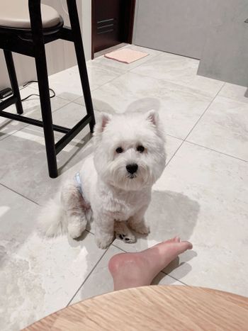 Westie in the house!