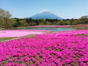 姐姐生活｜日本富士芝櫻祭