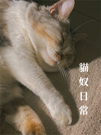 睡覺也可以減肥｜貓奴日常
