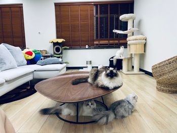 大家来数几只🐱