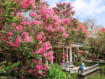 彰化 銘園庭園美術館擁有最大的紫薇花場景盛開了