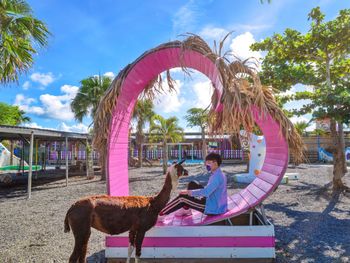 屏東親子樂園 墾草趣裡面 有超可愛的草泥馬 梅花鹿 