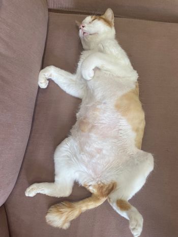 他是阿肥🐈