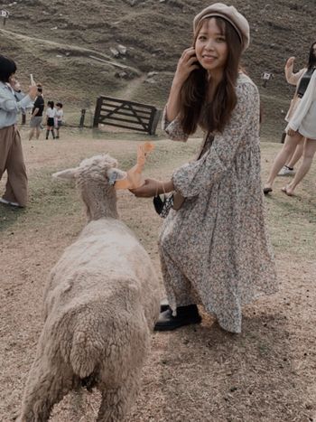 🐑清境農場 - 餵食綿羊🐑 NG畫面😆