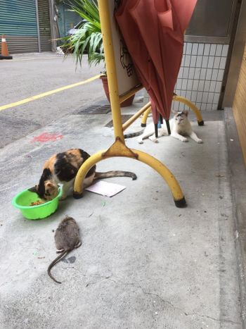 貓的報恩🐈‍⬛