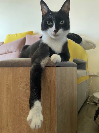 帥貓🐈‍⬛