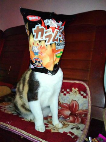 卡啦姆貓🐱