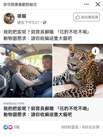 大貓也給我