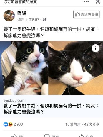 賓士貓