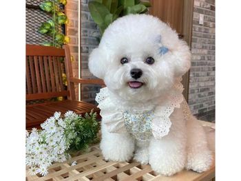 可愛哦
