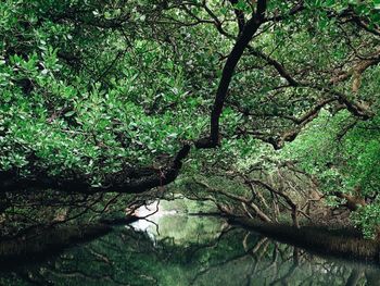 台版亞馬遜河｜四草綠色隧道