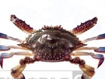 沒鉗