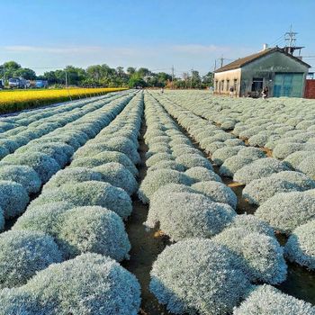 雲林 虎尾 波波草