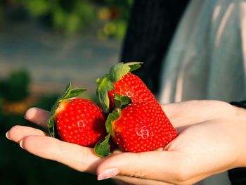 ［苗栗景點］🍓草莓季開始啦！自己採才有趣