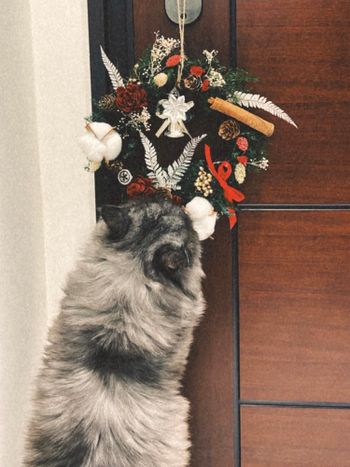 第一次做聖誕花圈就上手🎅🏼