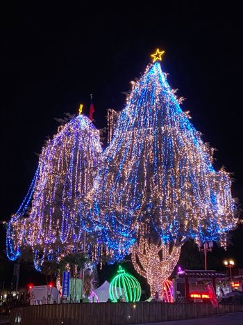 山谷燈光節-全台最高海拔聖誕樹🎄