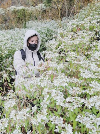 花如雪