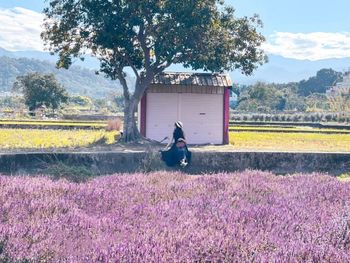 新竹關西 | 金城武樹旁的紫色花田