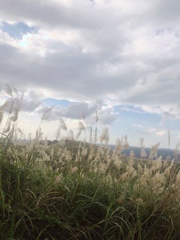芒草天空