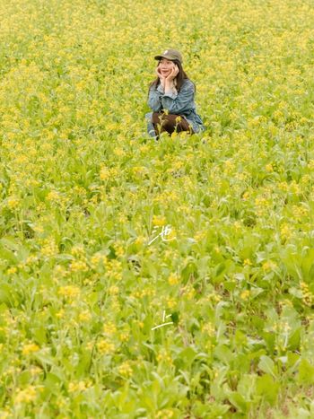 油菜花田滿滿包圍你，溫暖你的冬天