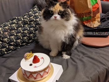 對蛋糕沒興趣