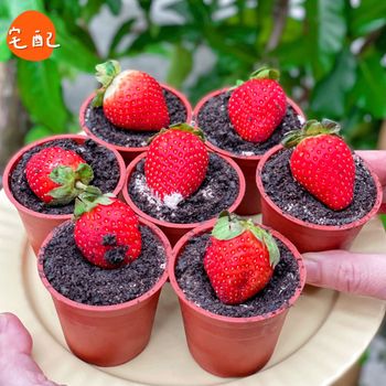 ［宅配］超大顆草莓提拉米蘇🍓