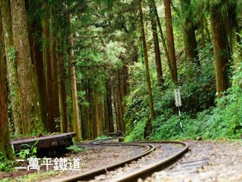 阿里山二萬平迷糊步道水晶教堂井仔腳瓦盤鹽田山海行