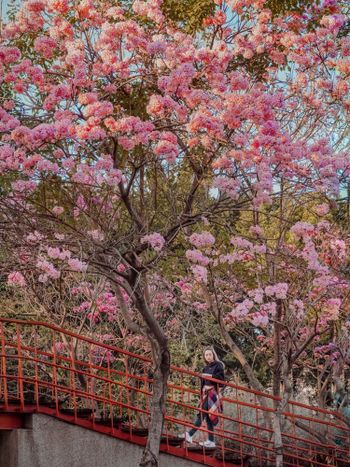 台中景點｜過年走春景點，市區超美櫻粉風鈴木