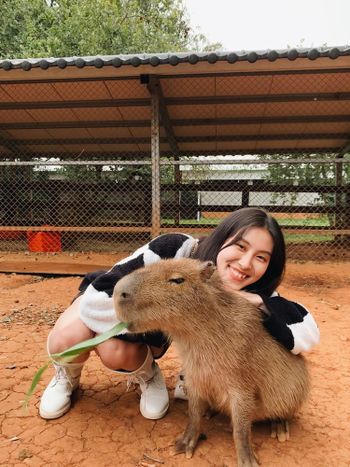 找胖胖萌水豚仔囉！💗