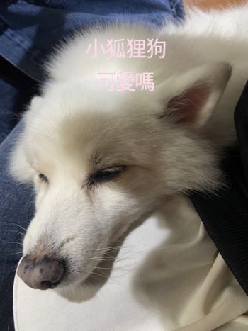狗狗日常