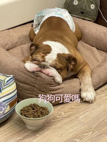 狗狗日常
