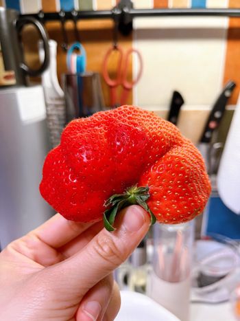 香港生活｜吃水果🍓福岡巨無霸草莓來啦！