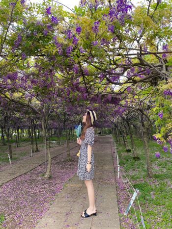 淡水景點-紫藤花園