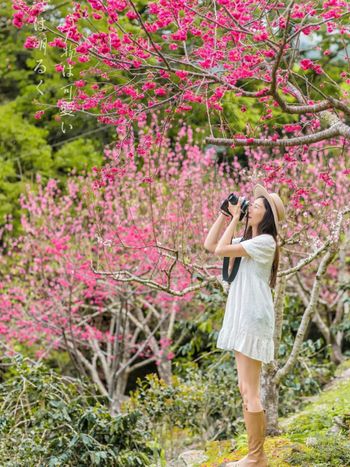 台東知本深深深深深山也有滿山的櫻花喔，還可以露營呢