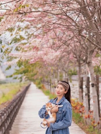 台東也有花旗木大道，一起來去散步賞花吧