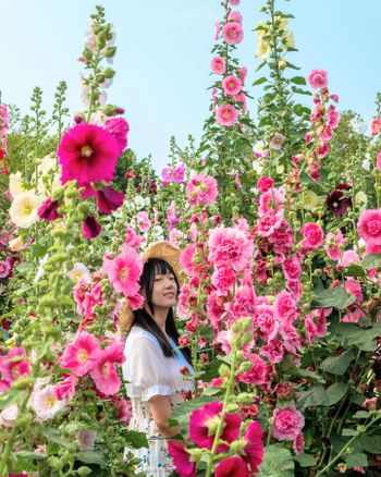 🦁Leo 超炸的花海 × 中部最美蜀葵