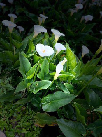 陽明山海芋季