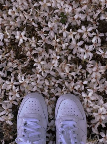 踏青花花草草狗狗貓貓