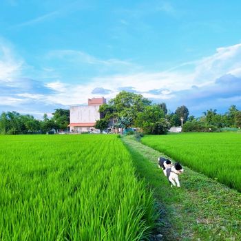 邊境牧羊犬 | 遛狗日常