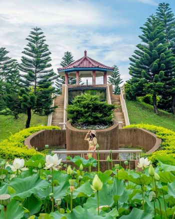 🦁Leo 多色荷花蓮花 × 這裡不是只有龍