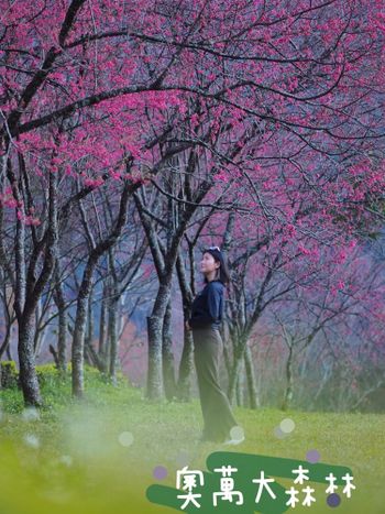 南投｜山櫻花🌸盛開啦！