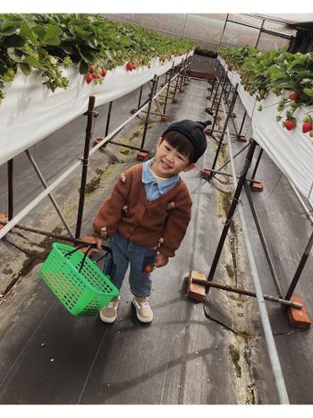 親子活動｜七股草莓園｜採草莓好醋咪🍓