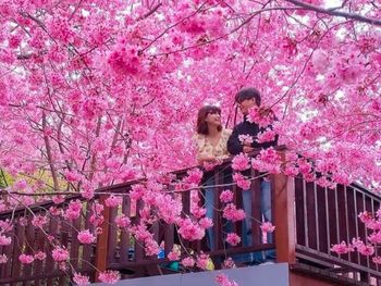 櫻花！櫻花！