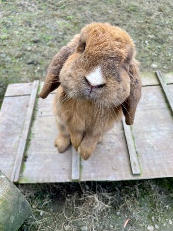 👨‍🌾𖥧𖥧 農夫青蔥體驗農場 𓃟ྀི 