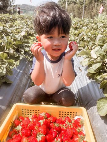 📣苗栗.農夫體驗👨‍🌾|| 現採就是好吃🍓