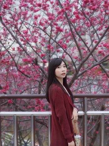 台北｜內湖樂活公園賞櫻花🌸期間限定景點