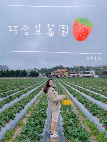 苗栗景點｜告訴你哪裡有又大又香又甜的草莓🍓