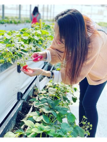 採草莓🍓